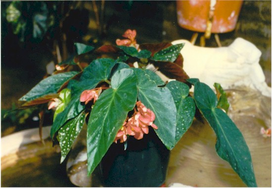 B. ‘Aaron Kettler’